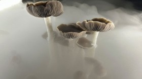 Psilocybin Mushrooms Increasingly Sought For Therapeutic Purposes