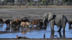 Botswana's wildlife