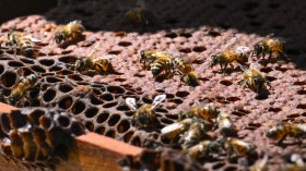 COLOMBIA-ENVIRONMENT-APICULTURE-FOREST-POLLUTION