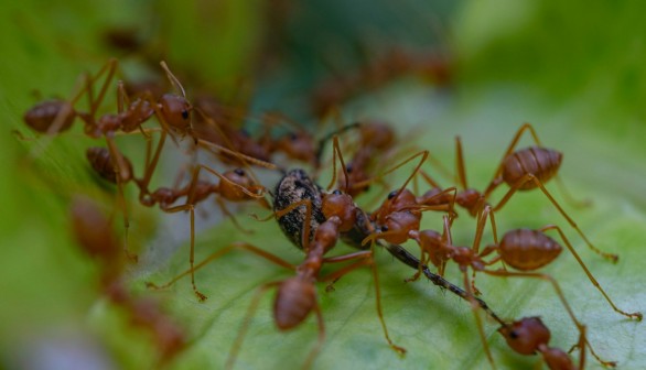 Fire Ant Outbreak: Invasive Insects Impacting Australia's Economy, Pose New Threat of Food Bowl Contamination