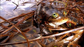 Oregon spotted frog