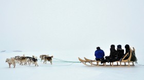 dog sledding