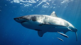 Great White Sharks Observed for the First Time Changing Their Behavior in Different Marine Environments [Study]