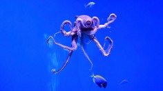 A stock photo of a blue octopus