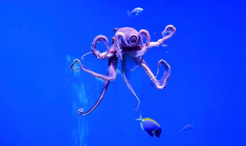 A stock photo of a blue octopus