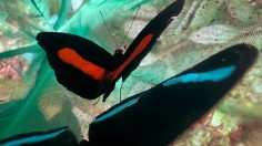 ECUADOR-CLIMATE CHANGE-SCIENCE-BUTTERFLY