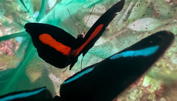 ECUADOR-CLIMATE CHANGE-SCIENCE-BUTTERFLY