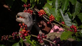 Indian Coffee Growers Forced To Adapt To Climate Change