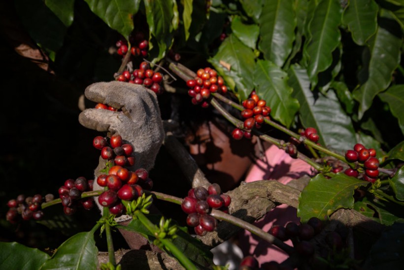 Indian Coffee Growers Forced To Adapt To Climate Change