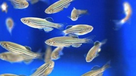 zebrafish