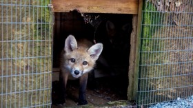 Orphaned fox cub