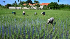 INDONESIA-AGRICULTURE