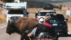 Wildlife Crossings Reduce Wild Animal Collisions by Up to 90%, Research Says