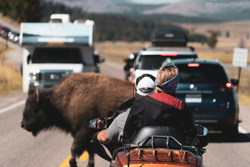 Wildlife Crossings Reduce Wild Animal Collisions by Up to 90%, Research ...