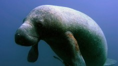 Red Tide Bloom Kills Record-Breaking Number of Manatees in Florida