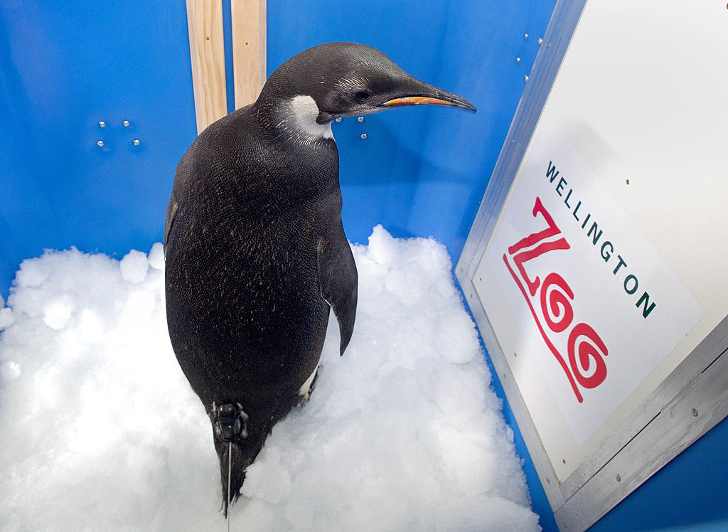 The emperor penguin nicknamed "Happy Fee
