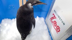The emperor penguin nicknamed 