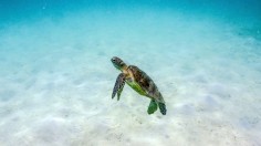 sea turtle