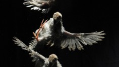 chukar chick flying