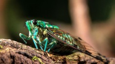 COSTA RICA-NATURE-TOURISM-INDIGENOUS-MALEKU