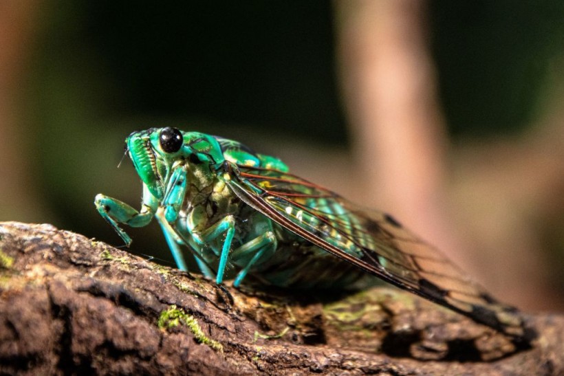 COSTA RICA-NATURE-TOURISM-INDIGENOUS-MALEKU