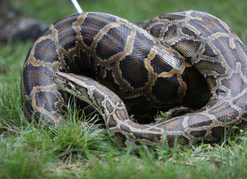 Hunters Gather In Florida Everglades To Capture Pythons In 