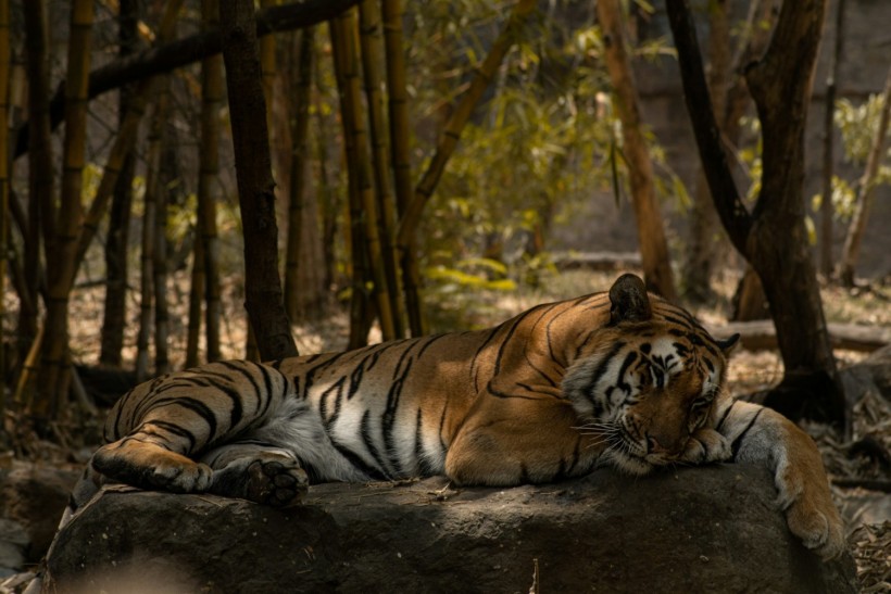 Bengal Tiger at Rajiv Gandhi Zoological Park, Pune, Maharashtra State, India