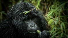 Gorilla eating in the wild