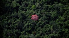 BRAZIL-AMAZON-RAINFOREST