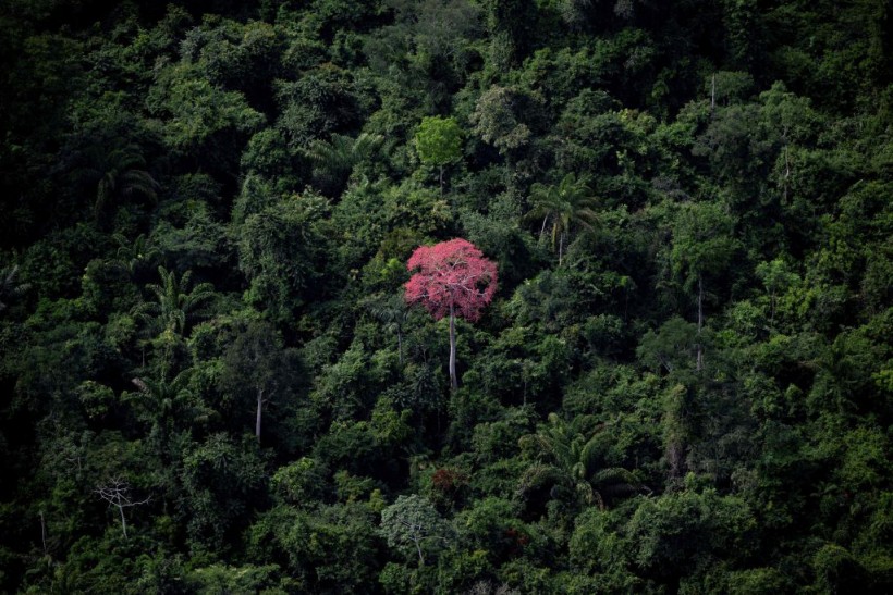 BRAZIL-AMAZON-RAINFOREST