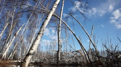 Increased Precipitation and Thawing Permafrost Kill Boreal Forest Trees in Alaska