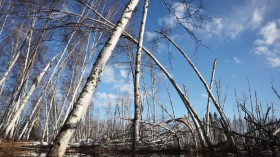 Increased Precipitation and Thawing Permafrost Kill Boreal Forest Trees in Alaska