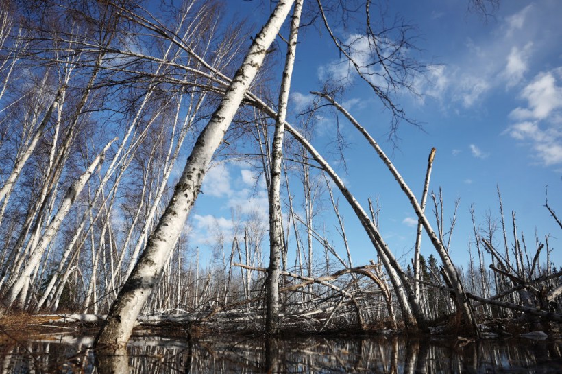 Increased Precipitation and Thawing Permafrost Kill Boreal Forest Trees in Alaska