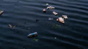 Water Pollution: Cocaine Becomes Emerging Contaminant in Bay of Santos in Brazil, Affecting Marine Organisms, Researchers Say
