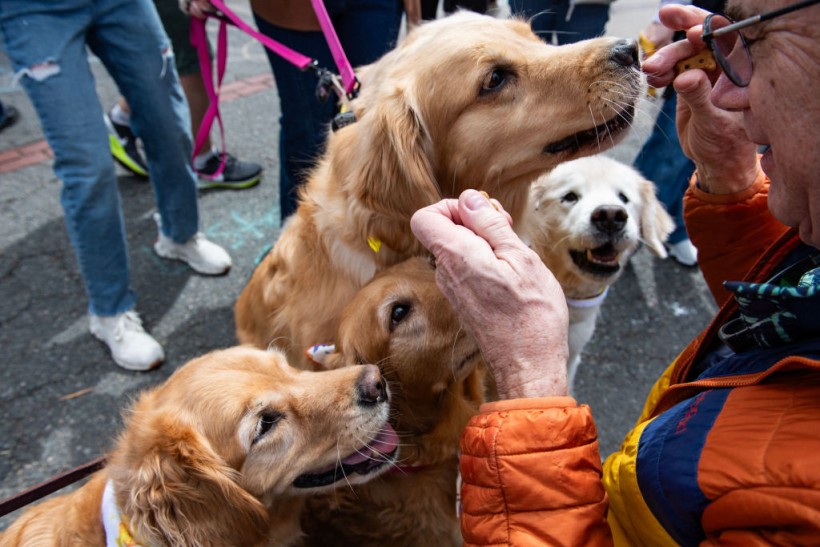 US-LIFESTYLE-DOGS-BOSTON-MARATHON