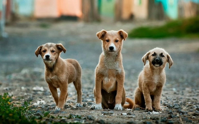 Asia Heat Wave: Scorching Heat, Dry Conditions Impact Both Pet Dogs and Strays Following Multiple Hospitalizations