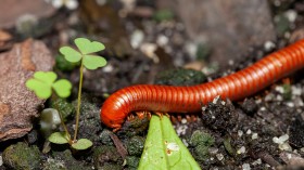 Venomous Centipede Could be Game-Changer and Save Lives of People with Kidney Disease [Study]