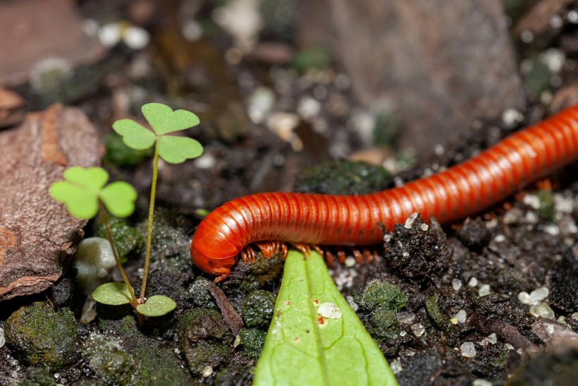 Venomous Centipede Could be Game-Changer and Save Lives of People with Kidney Disease [Study]