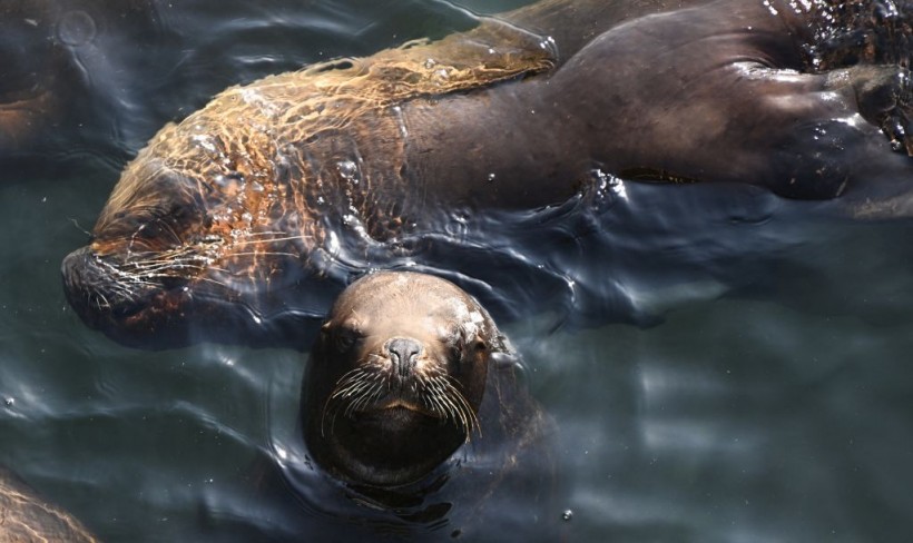 A stock photo of a sea lion