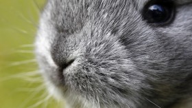 A five-week-old Chinchilla rabbit nibbles grass at a rabbit farm in Moosburg north of Munich March 22, 2010. 