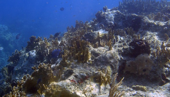 A stock photo of a coral reef