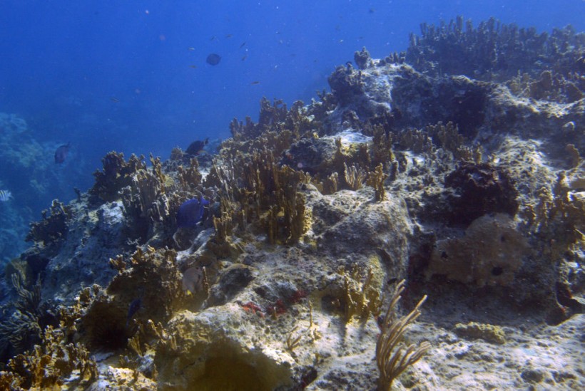 Deadly Disease Harms Coral Reefs, Marine Biodiversity in Caribbean ...