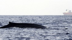 blue whale