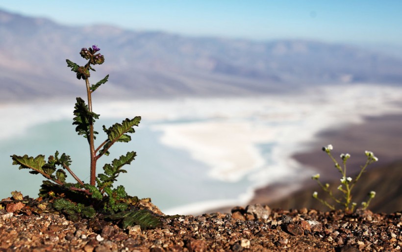 Death Valley Blooms With Spring Wildflowers