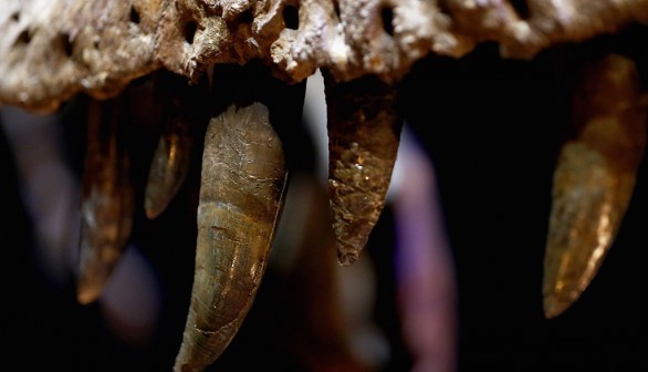 T rex named Trix at Naturalis Museum of Leiden