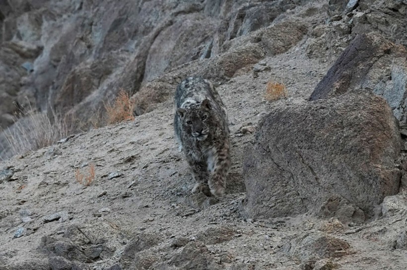 INDIA-ANIMAL-WILDLIFE