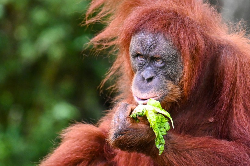 MALAYSIA-ANIMAL