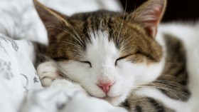 Cat Dreams Are 'Real' But Can We Determine What They Are?