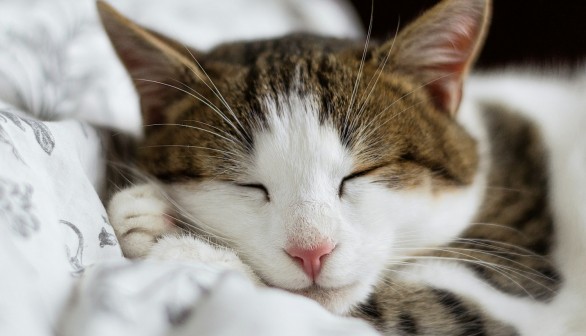 Cat Dreams Are 'Real' But Can We Determine What They Are?