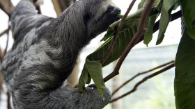 A photo of a three-toed sloth (Bradypus)